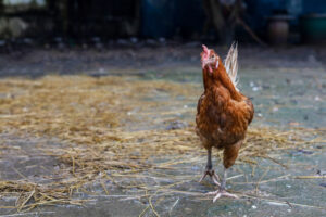 The Rhode Island red hen is stay in asia farm garden