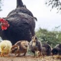 Chickens and ducks together in a backyard