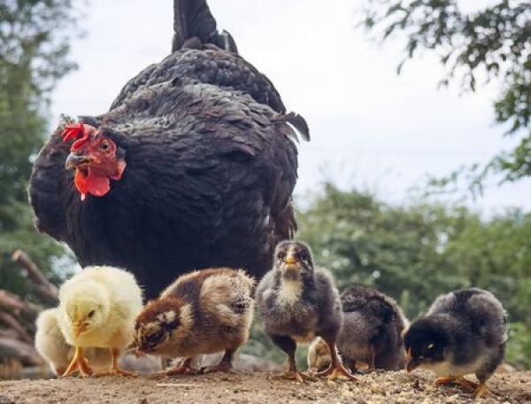 Chickens and ducks together in a backyard