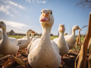 A group of ducks together in a backyard