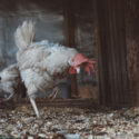 Laying white hens in the chicken coop.