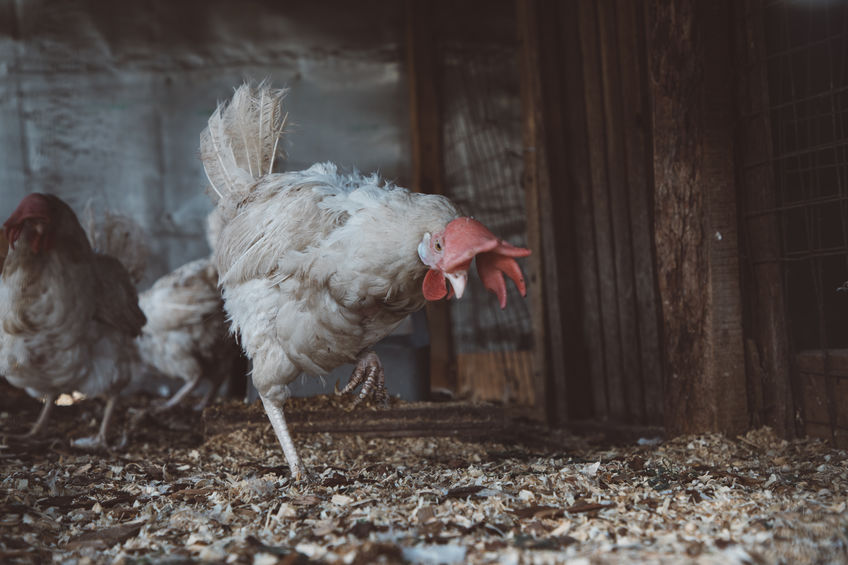 Laying white hens in the chicken coop.