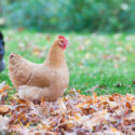 Free range chicken with colorful fall leaves