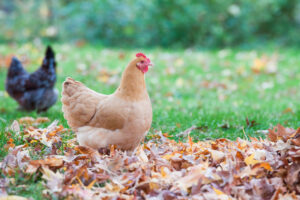 Free range chicken with colorful fall leaves