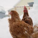 brown chicken on the farm in winter. In winter, two brown hens walk around the farm.