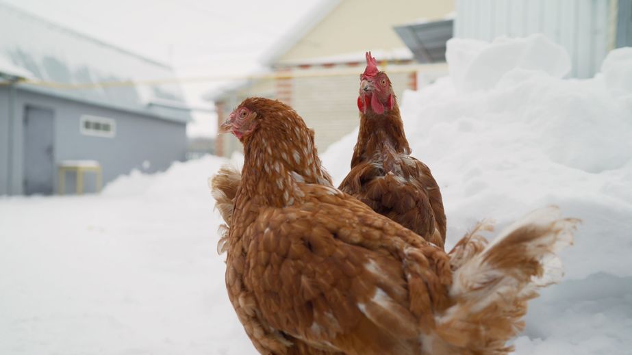 brown chicken on the farm in winter. In winter, two brown hens walk around the farm.