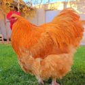 Buff Orpington Exhibition Type