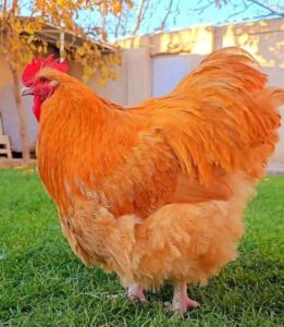 Buff Orpington Exhibition Type