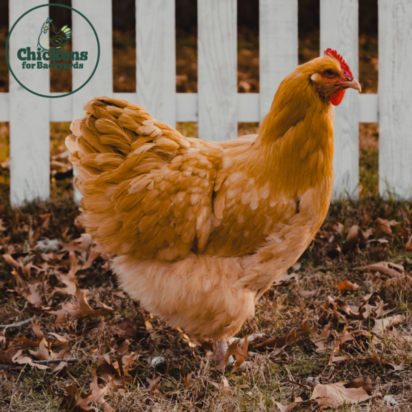 Buff Orpington Exhibition Type