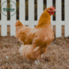 Buff Orpington - Image 7