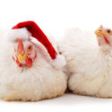 Two chicks in Christmas hat isolated on white background.