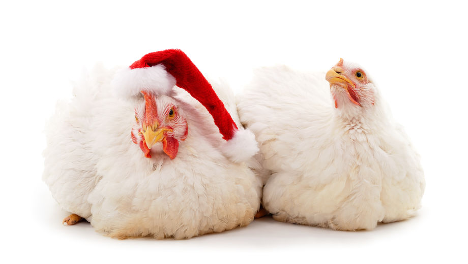 Two chicks in Christmas hat isolated on white background.