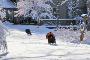 Scenic view with private house in covered by fresh snow forest. Wild turkey with open tail on driveway during sunrise. Wisconsin wildlife nature background.