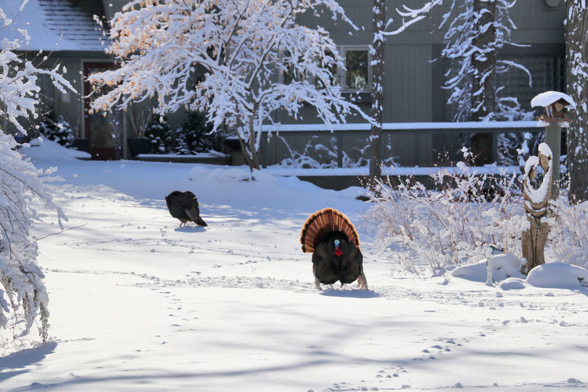 Scenic view with private house in covered by fresh snow forest. Wild turkey with open tail on driveway during sunrise. Wisconsin wildlife nature background.