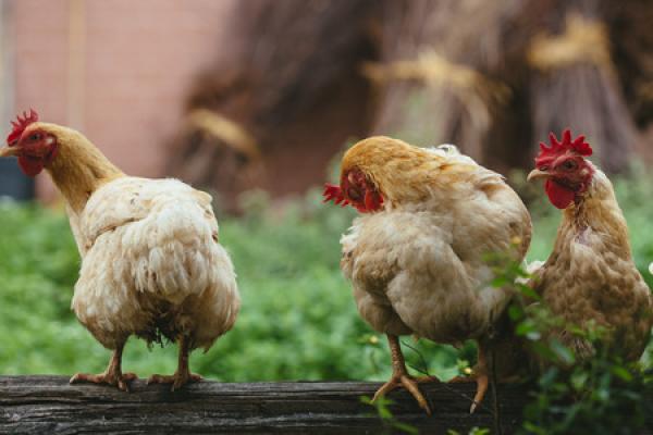 Chickens in a yard