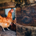 A flock of chickens is moving around the pens. Concept farming.