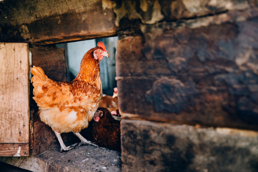 A flock of chickens is moving around the pens. Concept farming.