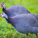 Two guinea fowl