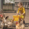 Funny girl with pigtails carries a bucket of water to give chickens and a rooster to drink in the backyard on a hot day