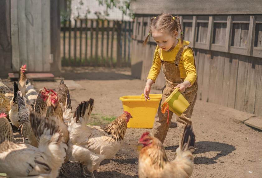 Funny girl with pigtails carries a bucket of water to give chickens and a rooster to drink in the backyard on a hot day